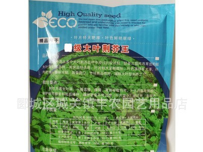 大叶荆芥种子 适合大田基地播种 200g装图3