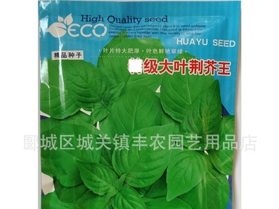 大叶荆芥种子 适合大田基地播种 200g装图2