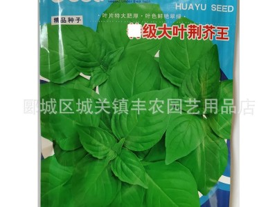大叶荆芥种子 适合大田基地播种 200g装图5