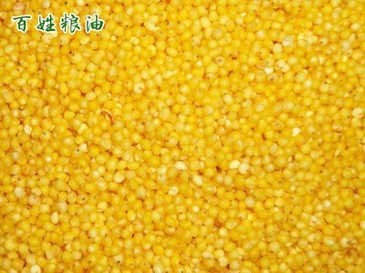大量供应米糠油糠 养鱼家禽家畜饲料米糠营养丰富高蛋白图3