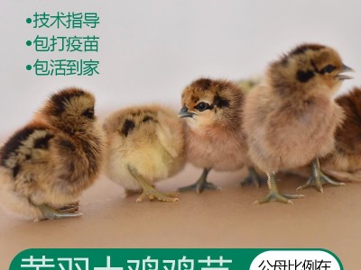 青脚麻鸡土鸡苗公鸡小鸡k9红玉380蛋鸡活体苗五黑鸡鸡苗乌骨鸡苗图5
