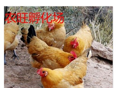 湖南 鸡苗批发 个大苗嫩小鸡苗 三黄鸡苗 散养土鸡源头图2
