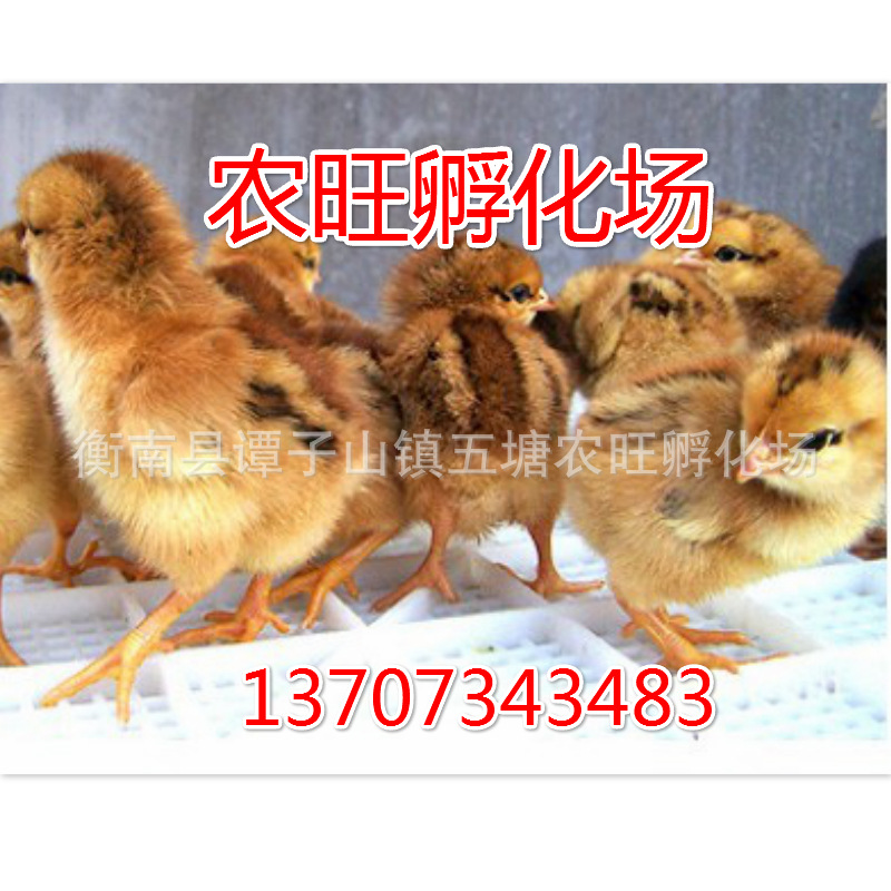 麻鸡苗.png