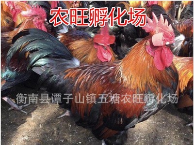 量大从优孵化散养鸡苗土鸡苗公鸡苗红玉鸡苗图2