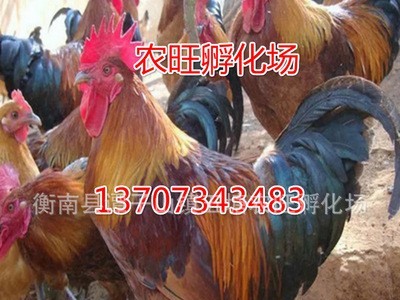 量大从优孵化散养鸡苗土鸡苗公鸡苗红玉鸡苗图3