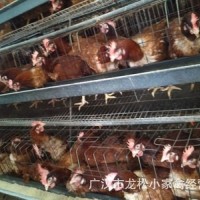 【黄鸡母苗】优质快大黄鸡苗、九斤黄、380、三黄母鸡苗产蛋率高
