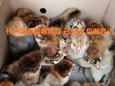 【优质青脚麻母鸡苗】慢羽快大型青脚麻A2母鸡苗 质优价平已免疫图3