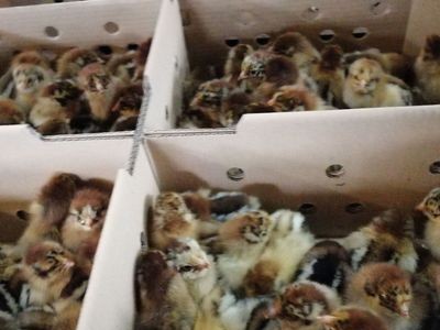 【优质青脚麻母鸡苗】慢羽快大型青脚麻A2母鸡苗 质优价平已免疫图2