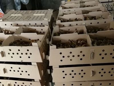 【优质青脚麻母鸡苗】慢羽快大型青脚麻A2母鸡苗 质优价平已免疫图4