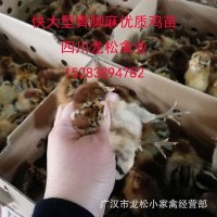 【优质青脚麻母鸡苗】慢羽快大型青脚麻A2母鸡苗 质优价平已免疫