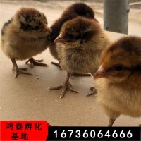 厂家直销快大青脚麻鸡鸡苗红玉380鸡苗大黄鸡苗价格优惠全国包邮