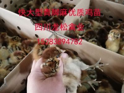 厂家直销快大青脚麻鸡鸡苗红玉380鸡苗大黄鸡苗价格优惠全国包邮图5