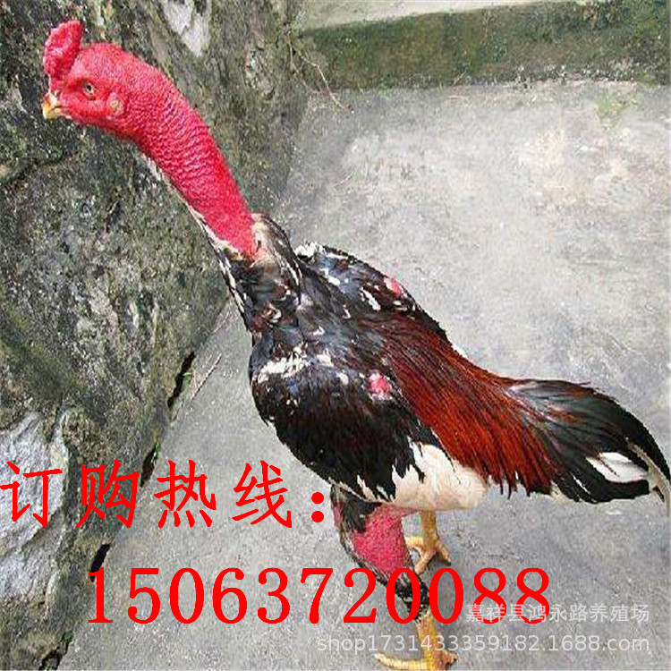 timg4ARGUTJR.jpg