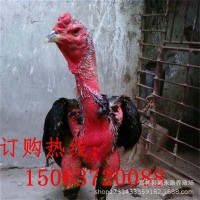 纯种越南鬼子斗鸡 斗鸡种蛋出售 斗鸡鸡苗哪里有卖 高质量斗鸡