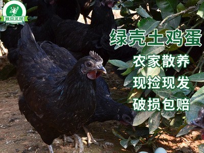 湘中文凤散养绿壳乌鸡蛋农家纯粮新鲜乌骨鸡蛋草鸡蛋初生柴土鸡蛋图3