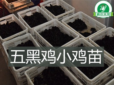 绿壳种蛋鸡蛋受精蛋可孵化蛋散养绿壳乌鸡蛋五黑鸡一绿批发纯种图2