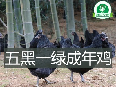 绿壳种蛋鸡蛋受精蛋可孵化蛋散养绿壳乌鸡蛋五黑鸡一绿批发纯种图4