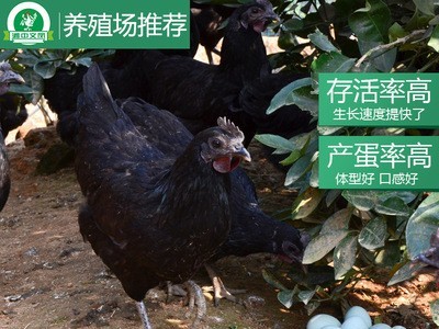 绿壳种蛋鸡蛋受精蛋可孵化蛋散养绿壳乌鸡蛋五黑鸡一绿批发纯种图3