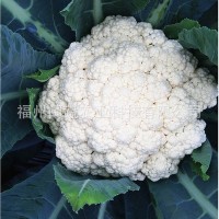 批发庆农65日青梗松花花椰菜种子 供应进口蔬菜种子高产花菜种子