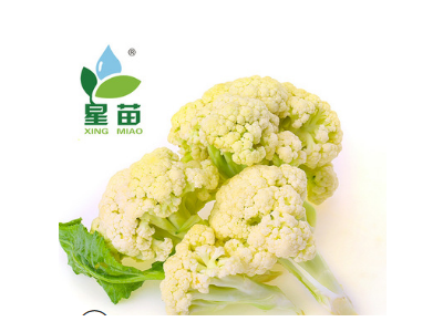 批发庆农65日青梗松花花椰菜种子 供应进口蔬菜种子高产花菜种子图3