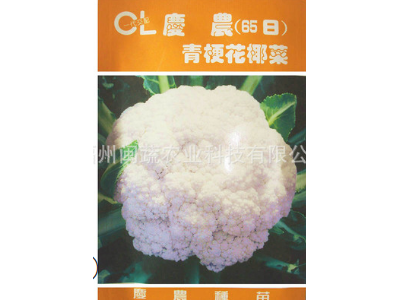 批发庆农65日青梗松花花椰菜种子 供应进口蔬菜种子高产花菜种子图5