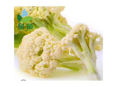 批发庆农65日青梗松花花椰菜种子 供应进口蔬菜种子高产花菜种子图4