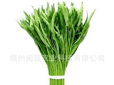 现货台湾竹叶空心菜种子 蕹菜种子细长叶空心菜批发蔬菜种子500G图5