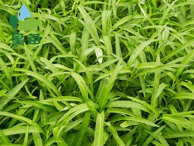 现货台湾竹叶空心菜种子 蕹菜种子细长叶空心菜批发蔬菜种子500G图4