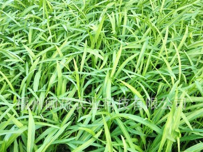现货台湾竹叶空心菜种子 蕹菜种子细长叶空心菜批发蔬菜种子500G图2