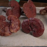 厂家货源安徽灵芝散装批发 红褐色个头饱满泡酒冲服量大从优
