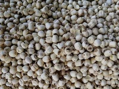莲子去芯磨皮莲子产地货源批发零售新货散装量大价优散货图2