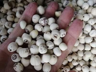 莲子去芯磨皮莲子产地货源批发零售新货散装量大价优散货图4