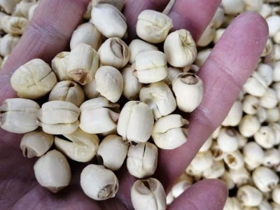 莲子去芯磨皮莲子产地货源批发零售新货散装量大价优散货图5
