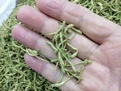 金银花河南金银花产地货源批发零售量大价优山银花花茶当季采摘图2