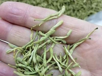 金银花河南金银花产地货源批发零售量大价优山银花花茶当季采摘图4