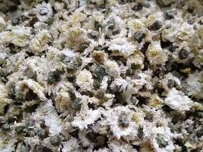 七月菊产地货源黄山贡菊2020新货散装菊花茶量大价优批发零售图4