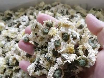 七月菊产地货源黄山贡菊2020新货散装菊花茶量大价优批发零售图3