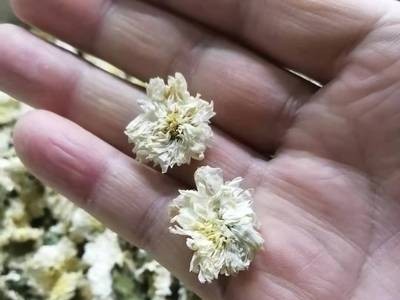 七月菊产地货源黄山贡菊2020新货散装菊花茶量大价优批发零售图2