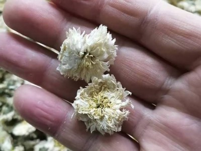 七月菊产地货源黄山贡菊2020新货散装菊花茶量大价优批发零售图5