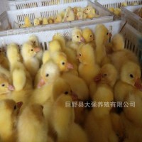 销售三花鹅苗 供应优质三花鹅苗 雏苗多少钱一只 包成活 包运输