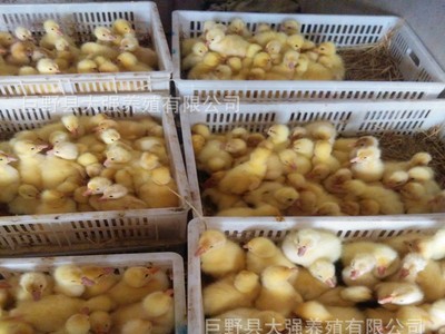 销售三花鹅苗 供应优质三花鹅苗 雏苗多少钱一只 包成活 包运输图3