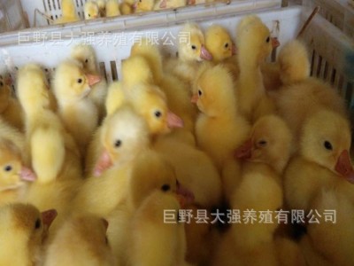 销售三花鹅苗 供应优质三花鹅苗 雏苗多少钱一只 包成活 包运输图4