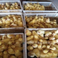 白鹅苗出壳苗 大种三花杂交白鹅苗脱温苗混苗活多少钱一只