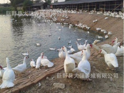 白鹅苗出壳苗 大种三花杂交白鹅苗脱温苗混苗活多少钱一只图3