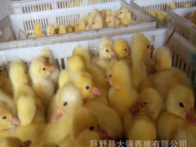 白鹅苗出壳苗 大种三花杂交白鹅苗脱温苗混苗活多少钱一只图4