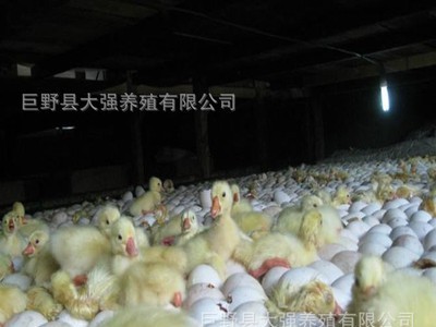 白鹅苗出壳苗 大种三花杂交白鹅苗脱温苗混苗活多少钱一只图2