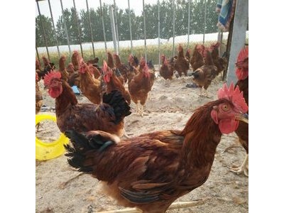 厂家直销 鸡苗批发 散养鸡苗 脱温鸡苗 生态五黑鸡苗图3