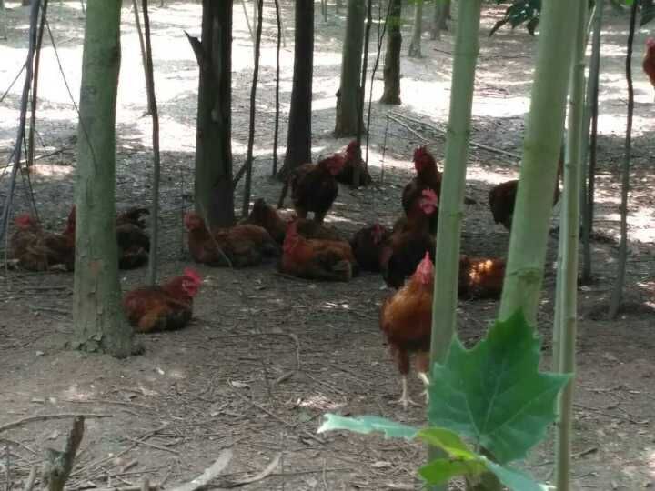 QQ图片20160605073539