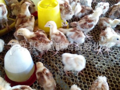 预定2019鸡苗脱温青年红玉鸡 笨鸡苗图5