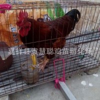 预定2019鸡苗脱温青年红玉鸡 笨鸡苗